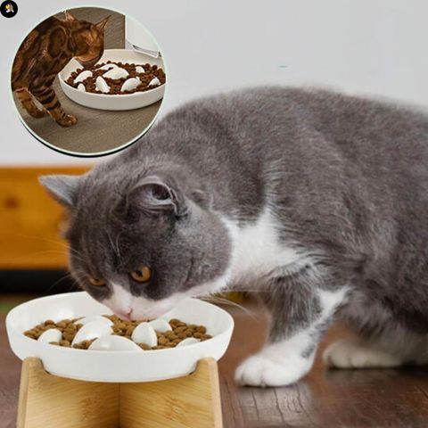 gamelle-anti-glouton-chat-bol-ceramique-bois
