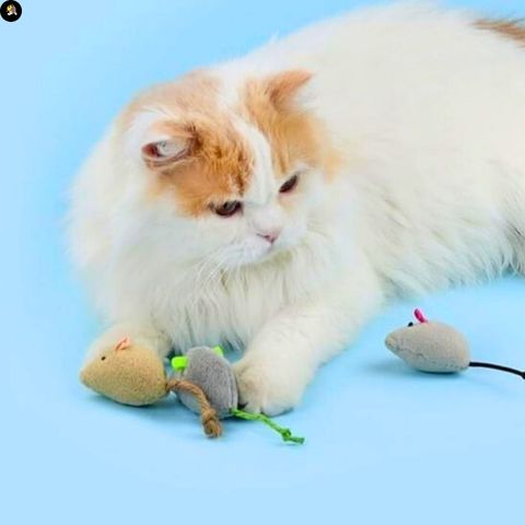 jeu-pour-chat-souris-resistant