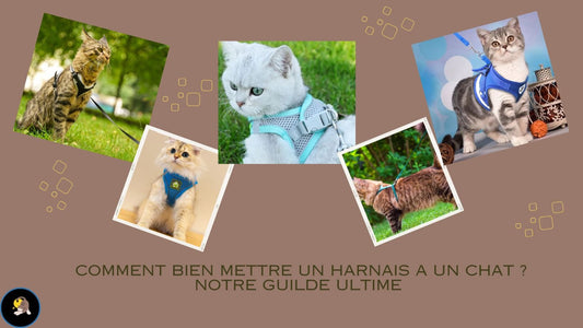 Comment bien mettre un harnais a un chat ? Notre Guilde Ultime - LesChats-Amuseur