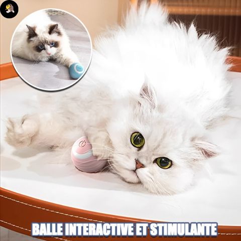 jouet-pour-chat-innovante