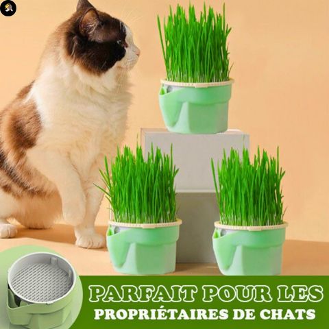 Jardiniere Herbe a Chat║JARDICHAT™ - LesChats-Amuseur