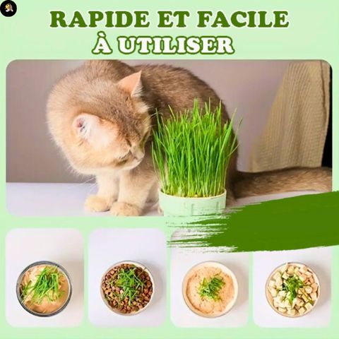 Jardiniere Herbe a Chat║JARDICHAT™ - LesChats-Amuseur