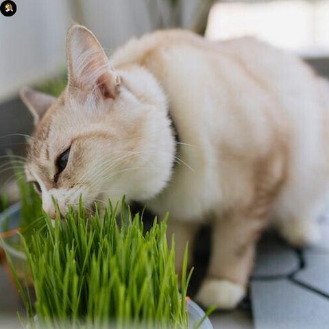 Jardiniere Herbe a Chat║JARDICHAT™ - LesChats-Amuseur